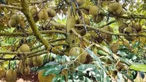 Làm rõ thông tin sai sự thật về sầu riêng Đắk Nông ngâm hóa chất