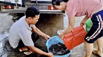 Đêm thức cùng mùa “mực nháy, mực nhảy”