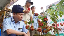 Chuyện những người soi… sâm!