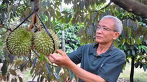 Siết chặt quản lý chất lượng sầu riêng để xuất khẩu