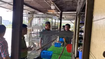 Hàng ngàn cá thể chim hoang dã bị đánh bắt và kinh doanh trái phép
