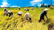 7 người cấp cứu vì nắng nóng, 1 bệnh nhân nguy kịch