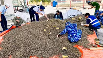 Phát hiện hơn 25 tấn đạn, vỏ đạn quân dụng nhập khẩu qua cảng Đình Vũ