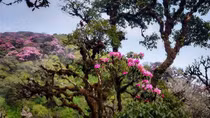 Mùa hoa trên miền biên cương