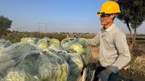 Hải Dương thực hiện 14 liên kết trong sản xuất nông nghiệp