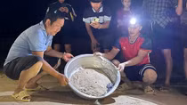 Dân làng chài rộn ràng thức canh rùa con quý hiếm chào đời
