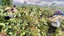 Công an xã đảm bảo an ninh mùa thu hoạch cà phê ở Quảng Trị