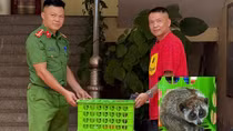 Phát hiện thú rừng quý hiếm lao ra đường, người dân bắt nhốt giao nộp Công an xã