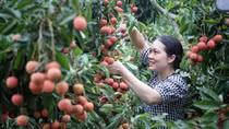Cơ hội nào để trái cây Việt Nam vươn xa trên thị trường quốc tế?