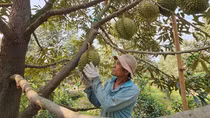 Giá sầu riêng lao dốc, nhà vườn than lỗ