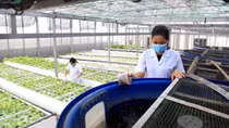 Vĩnh Phúc đẩy mạnh liên kết chuỗi, nâng tầm giá trị nông sản