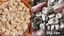 Phát hiện "hạt sang rởm" chữa dạ dày có chất độc gây ngừng tim