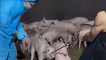 Phát hiện cơ sở giết mổ hàng trăm con heo bệnh tuồn vào các chợ đầu mối tiêu thụ