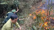 Thủ tướng chỉ đạo tập trung khắc phục hậu quả vụ cháy rừng tại Tuyên Quang