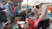 Đẩy mạnh ứng dụng công nghệ số trong khai thác thủy sản
