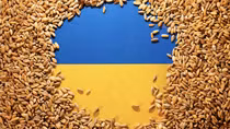 EU siết nhập khẩu, cắt tới 80% lượng lúa mì và đường từ Ukraine