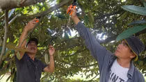 Biến hàng chục ngàn hecta đất cằn sỏi đá thành những vườn cây trái