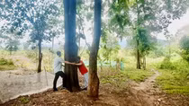 Mang rừng về lại bản
