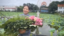 Kỳ công nghề ướp trà sen qua đêm trên đầm