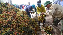 Vải thiều Bắc Giang tiêu thụ thuận lợi ở nhiều thị trường khó tính