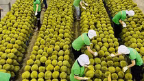 Dư địa lớn cho trái cây Việt vào thị trường Trung Quốc