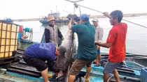 Ngư dân Phú Yên câu được cá ngừ đại dương gần 100kg