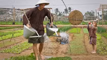 Làng rau Trà Quế được vinh danh Làng du lịch tốt nhất năm 2024