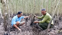 Quyết giữ màu xanh rừng U Minh Hạ