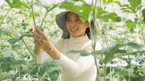 Chuyện về cô gái đem nông nghiệp sạch đến với vùng đất khó