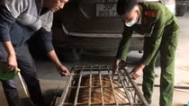 Chở hổ sống hơn 2 tạ, tài xế đạp cửa tẩu thoát bất thành