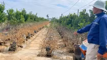 Nỗ lực hồi sinh đào, quất cảnh sau bão