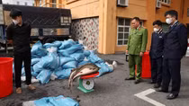 Kiểm tra trại chăn nuôi gà sát biên giới, lộ diện hơn 3 tấn cá tầm nghi nhập lậu