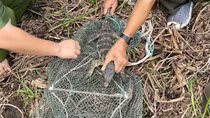 Giải cứu cá thể kỳ đà hoa quý hiếm bị mắc bẫy và thả về môi trường tự nhiên
