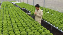 Chủ tịch Hà Nội: nông dân có quyền nghỉ hưu thay vì phải lao động đến cuối đời