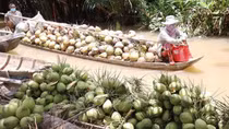 Quyết liệt, cam go “cuộc chiến” bảo vệ vườn dừa trên ba dãy cù lao