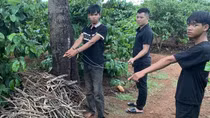 Xóa sổ nhiều nhóm trộm cắp tài sản trên nương rẫy