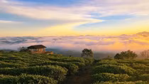 Tiếng vọng xuân trên phố núi