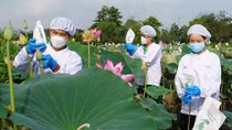 Khai thác tối đa giá trị từ sen