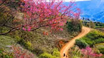Xuân tràn đất nước