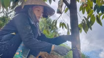 Điều tra 2,5ha sầu riêng ở Lâm Đồng bị cưa đổ