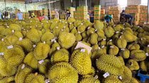 Sầu riêng bị cảnh báo vượt dư lượng chất cadimi: Phải bảo vệ thương hiệu sầu riêng Việt Nam