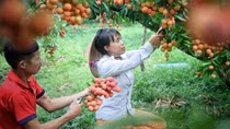 Xuất khẩu nông sản mùa vụ: Làm gì để tránh tình trạng “được mùa mất giá”?
