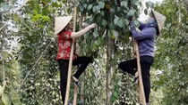 Nhọc nhằn trên những ngọn hồ tiêu