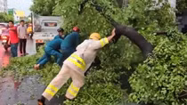 Mưa đá, sự cố cây ngã trong cơn mưa lớn kèm dông lốc ở TP Hồ Chí Minh