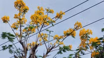 Độc lạ cây phượng ra hoa màu vàng ở Sóc Trăng