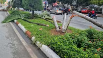 Truy tố Phó Giám đốc thuê người cắt 9 cây cau