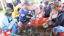Sức hấp dẫn của sản vật miền biển Sông Cầu