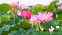 Lễ hội Rạng ngời sắc Sen Đồng Tháp