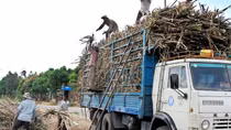 Sơn Hòa hướng đến nền nông nghiệp an toàn và bền vững