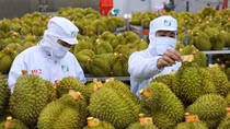 Hệ lụy khi người nông dân ồ ạt chặt điều trồng sầu riêng